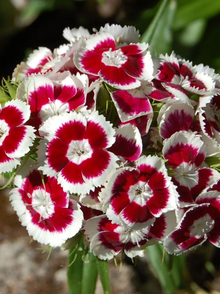 Piccolo Seeds Baking With Flowers Seed Mix | Twentyseven Toronto