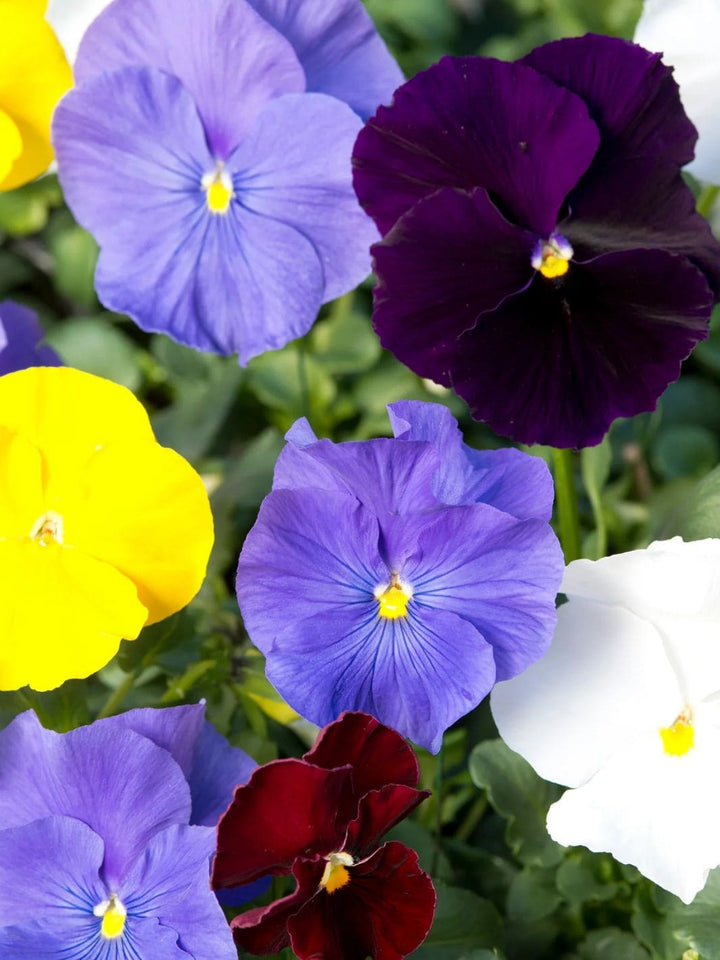 Piccolo Seeds Baking With Flowers Seed Mix | Twentyseven Toronto