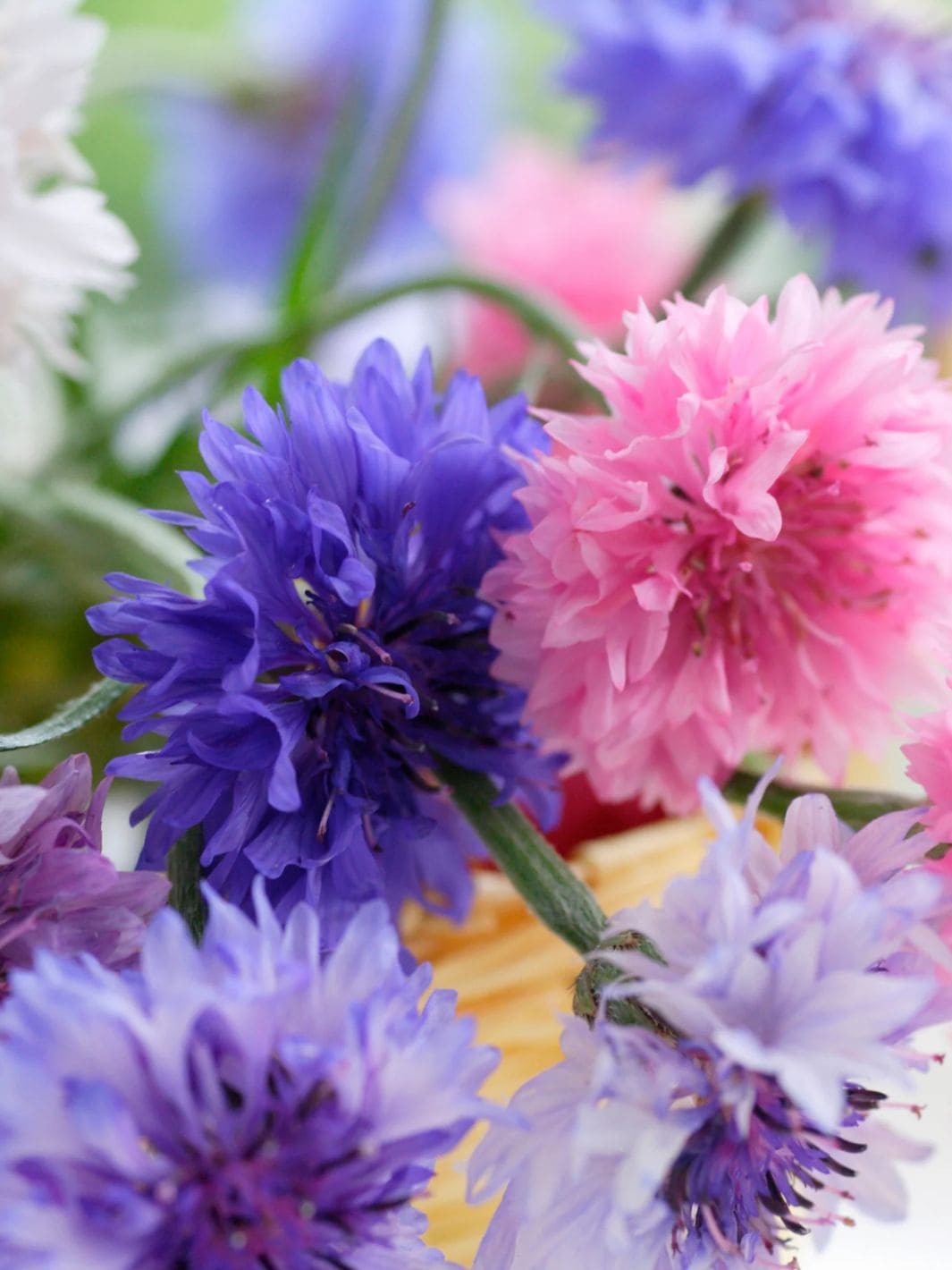 Piccolo Seeds Baking With Flowers Seed Mix | Twentyseven Toronto