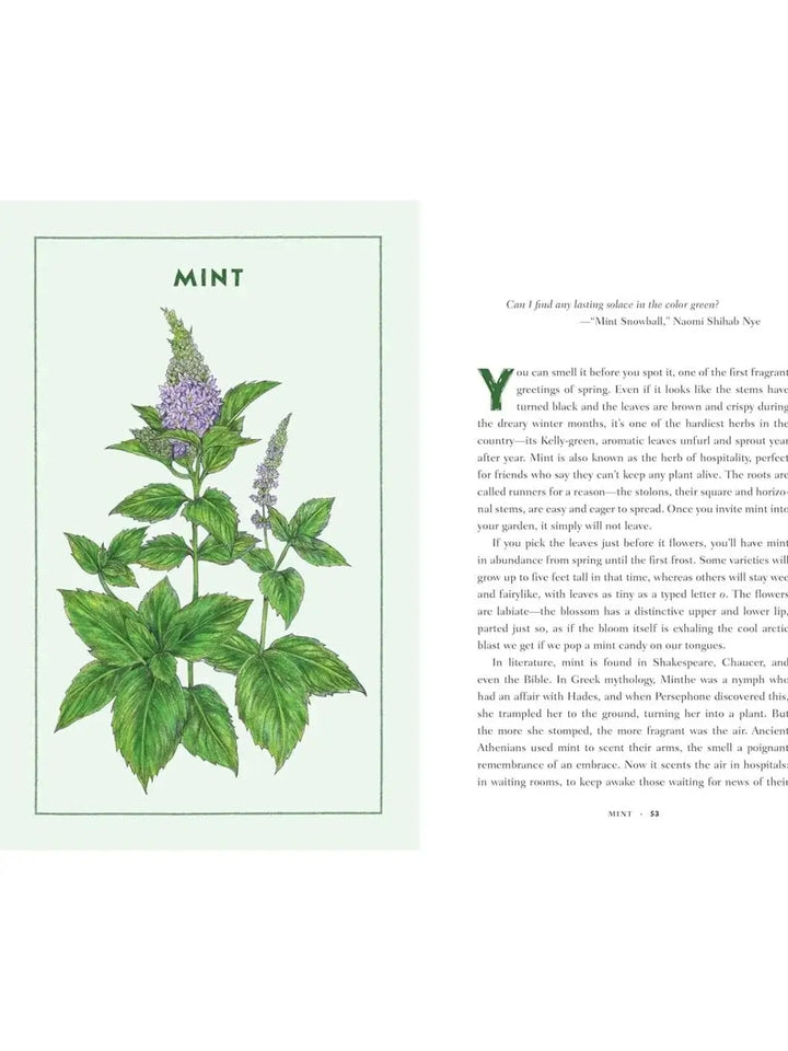 A spread from Bite by Bite Nourishments and Jamborees by Aimee Nezhukumatathil displays a body of text on mint opposite a detailed, botanical illustration of a leafy green mint plant blooming with pale purple flowers | Twentyseven Toronto