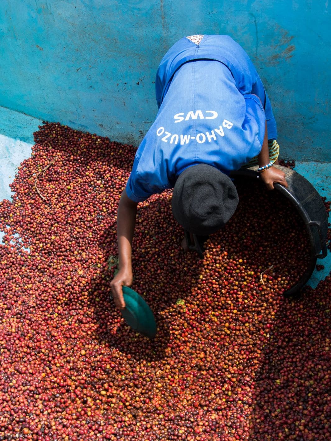 Yamabiko Bloom - Rwanda, Natural | Twentyseven Toronto
