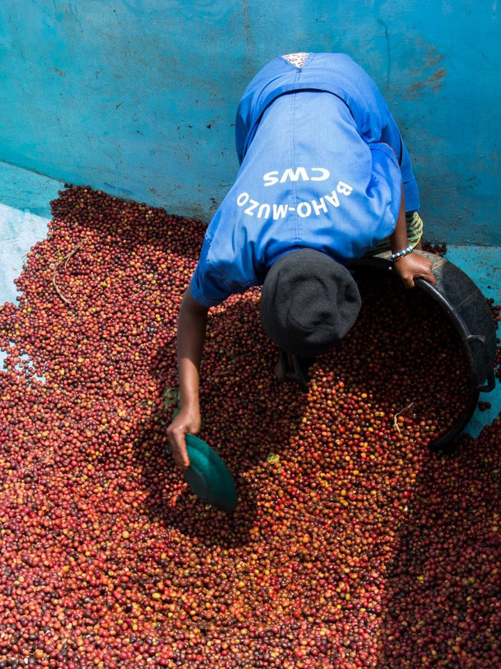 Yamabiko Bloom - Rwanda, Natural | Twentyseven Toronto
