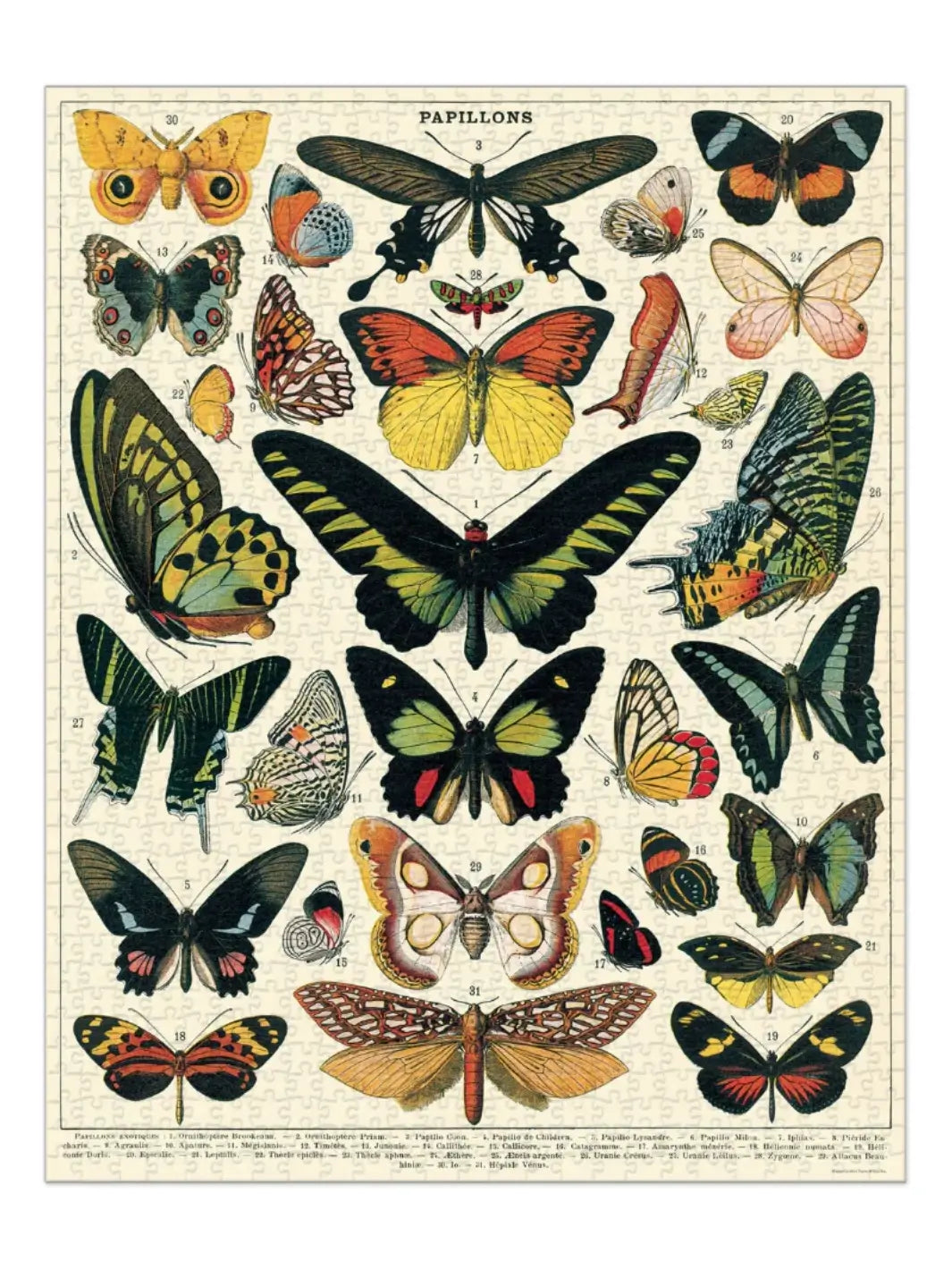 Completed Cavallini Paper & Co Butterflies 1000 Piece Puzzle showcasing a detailed, antique entomology chart titled "Papillons" featuring rows of intricately patterned butterflies | Twentyseven Toronto