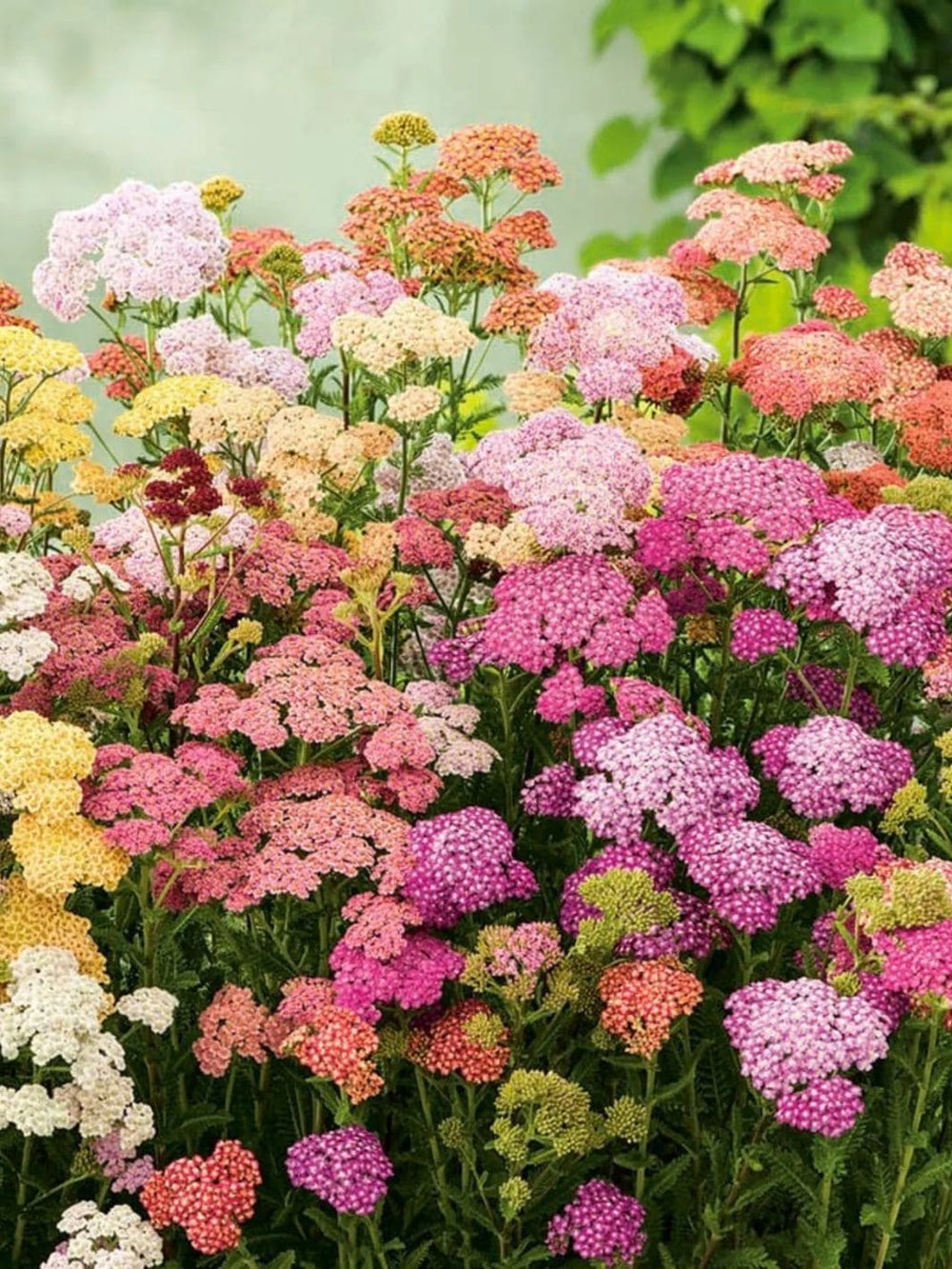 Piccolo Seeds Butterflies' Garden Flowers | Twentyseven Toronto