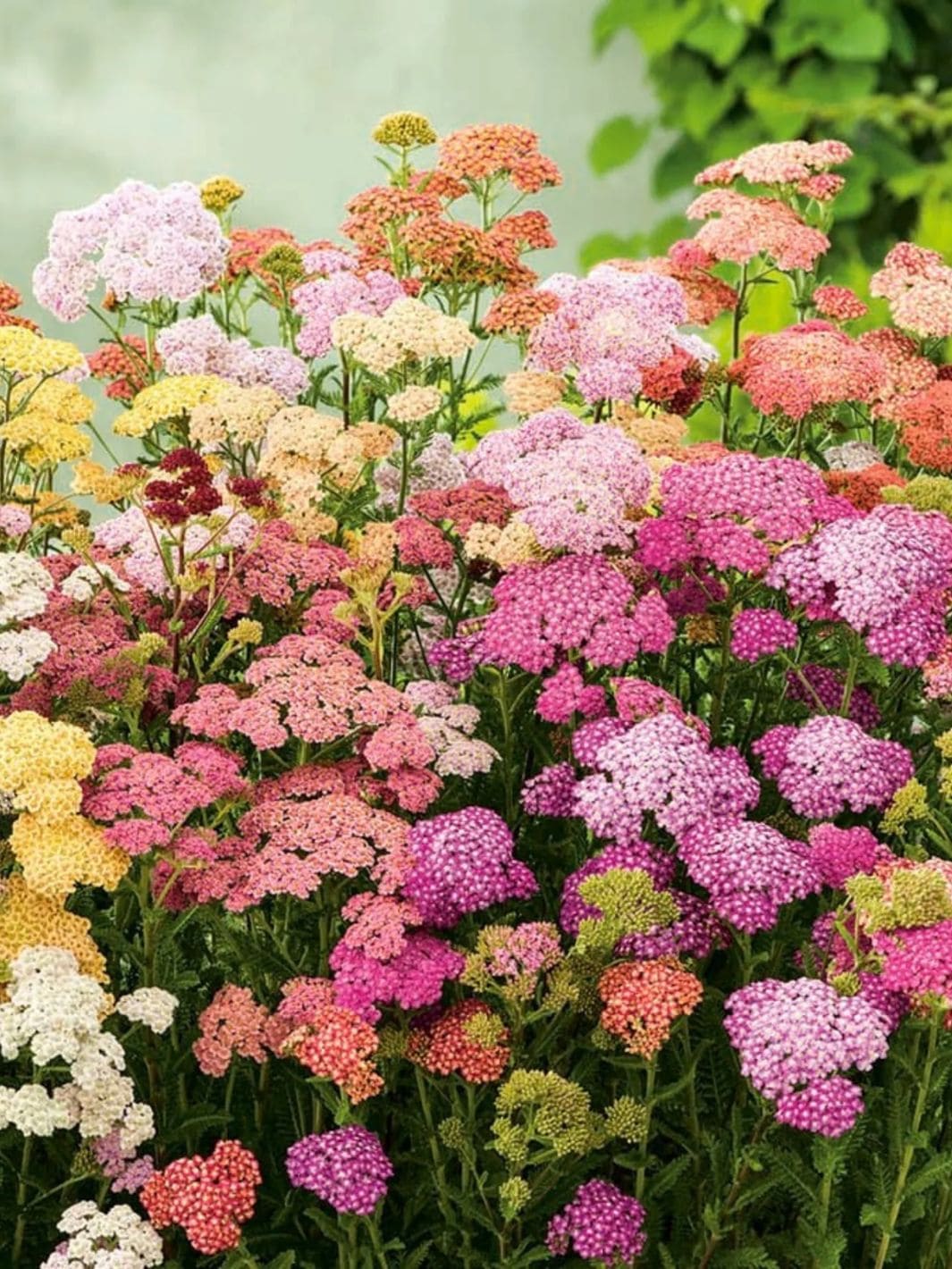 Piccolo Seeds Butterflies' Garden Flowers | Twentyseven Toronto