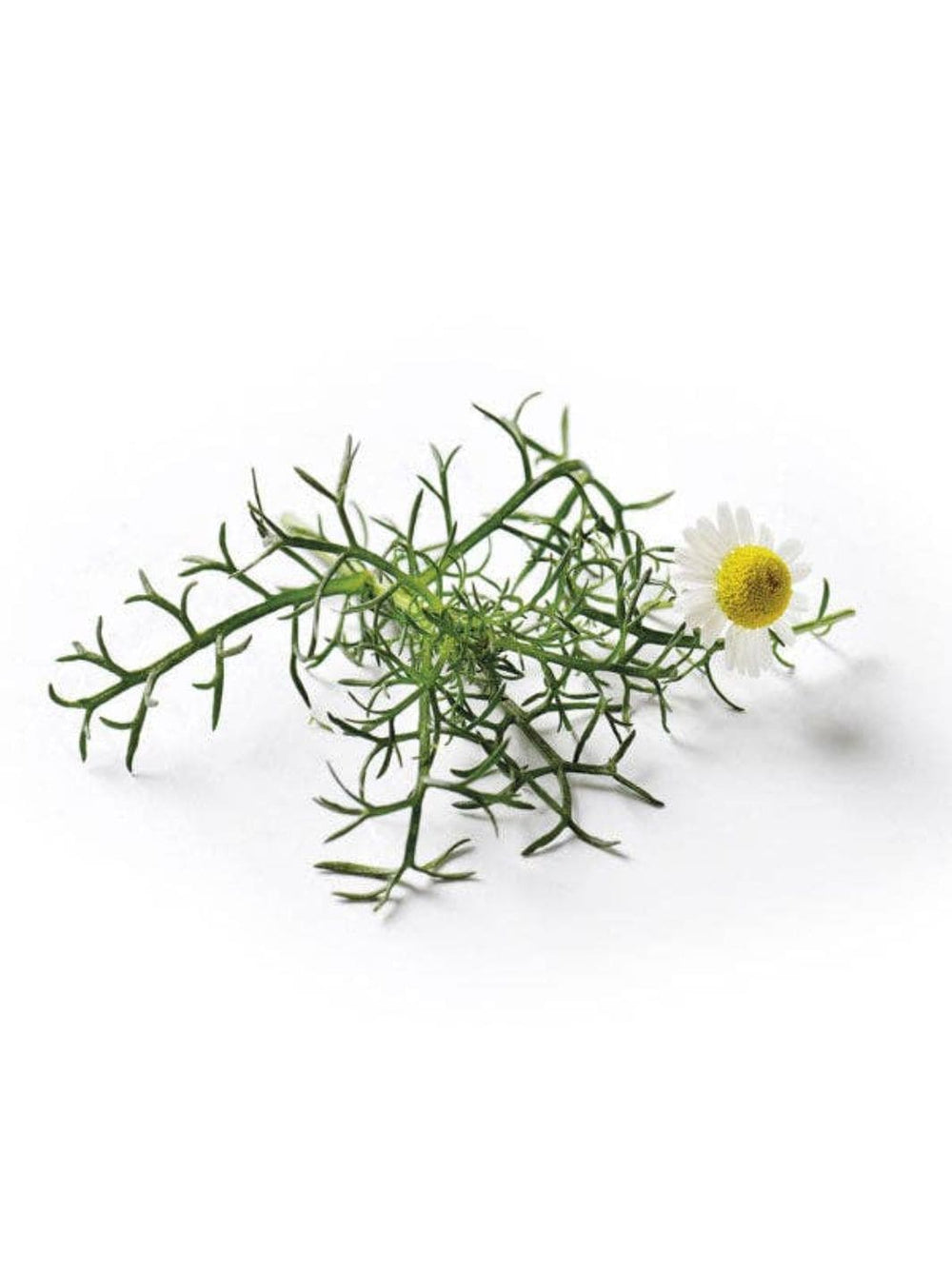Piccolo Seeds Chamomile Roman | Twentyseven Toronto