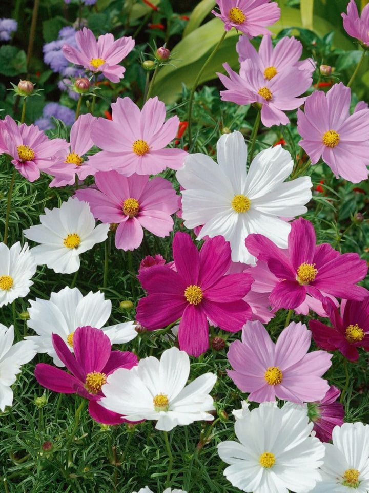 Piccolo Seeds Cosmos Psyche Mix | Twentyseven Toronto