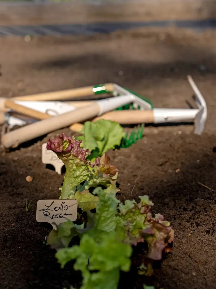 Lettuce plant with a label in soil, Burstenhaus Redecker gardening tools in the background | Twentyseven Toronto