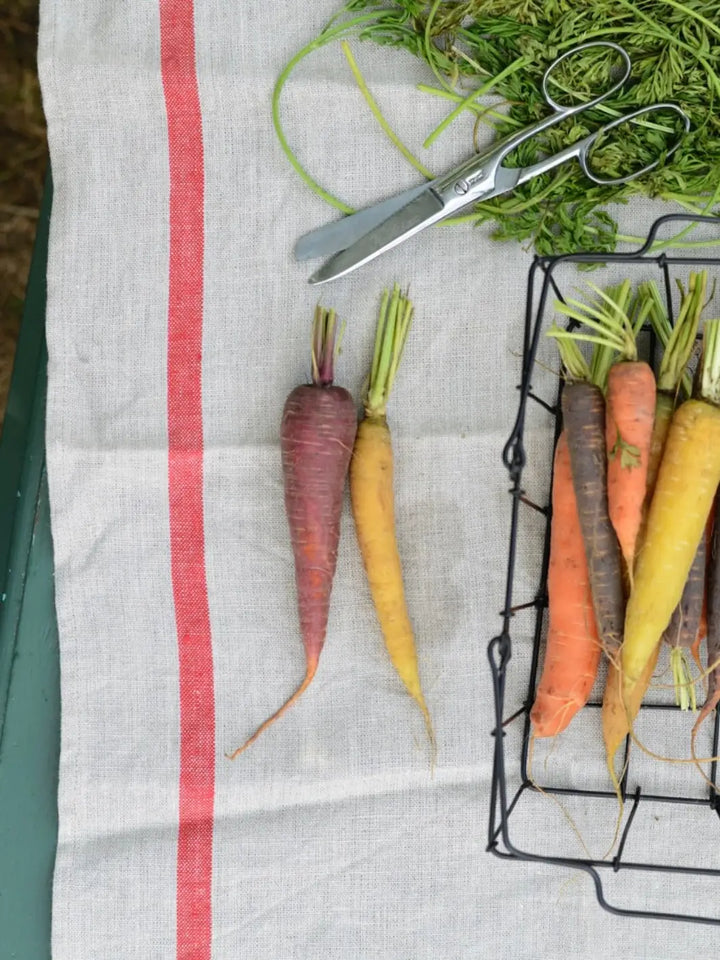 Fresh garden carrots and harvesting shears are placed atop a Lined Kitchen Cloth - Natural with Red Stripe from Fog Linen Work | Twentyseven Toronto