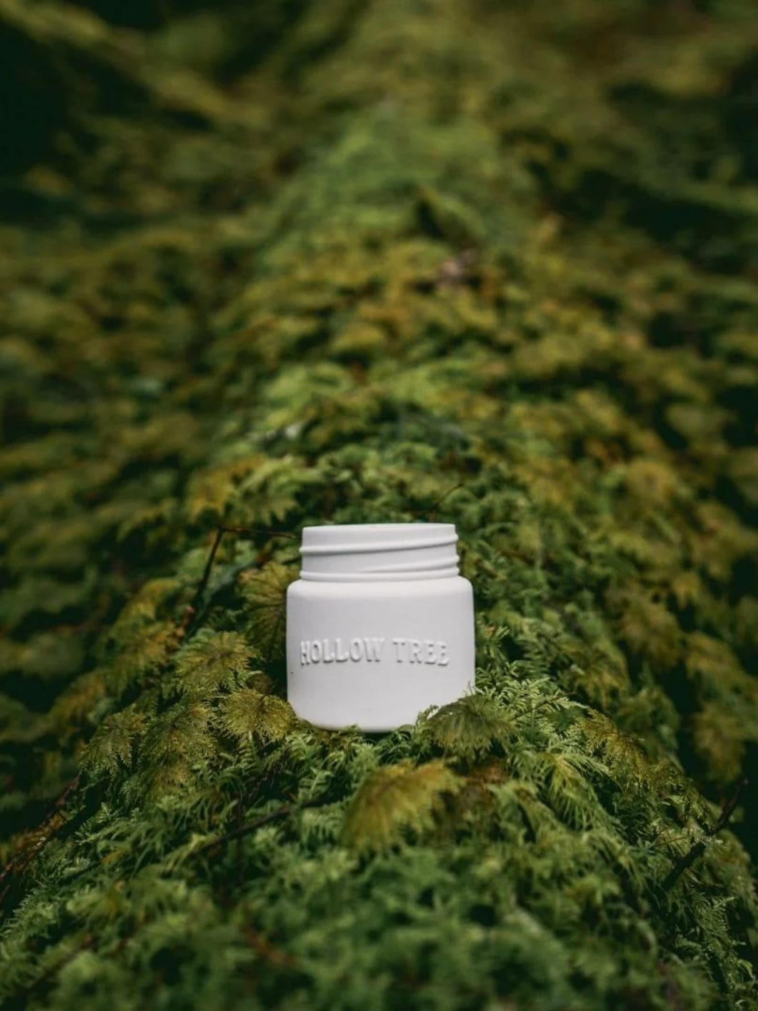 Hollow Tree Lone Pine Candle | Twentyseven Toronto