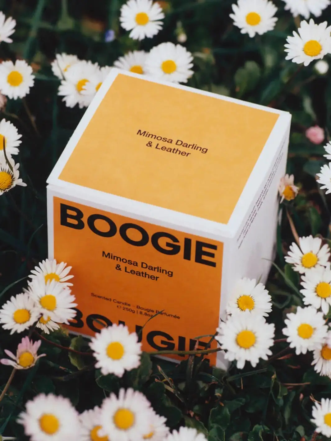 Boogie Bougie yellow product box with 'Mimosa Darling & Leather' scent surrounded by daisies | Twentyseven Toronto