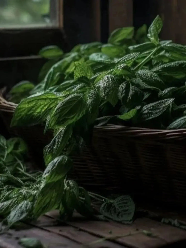 Fresh, vibrant green mint and basil leaves overflow from a rustic wicker basket in a moody setting, capturing the scent notes of the Adlan Fragrances Mint Condition - Petite candle | Twentyseven Toronto