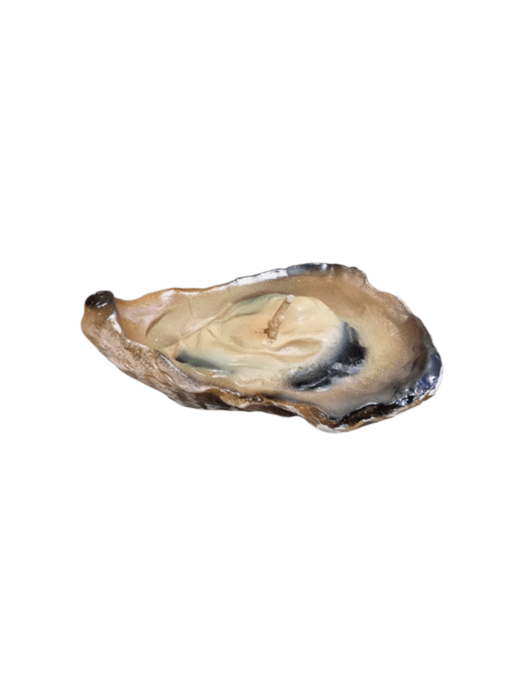 Oyster shell shaped candle from Cereria Introna on a transparent background | Twentyseven Toronto