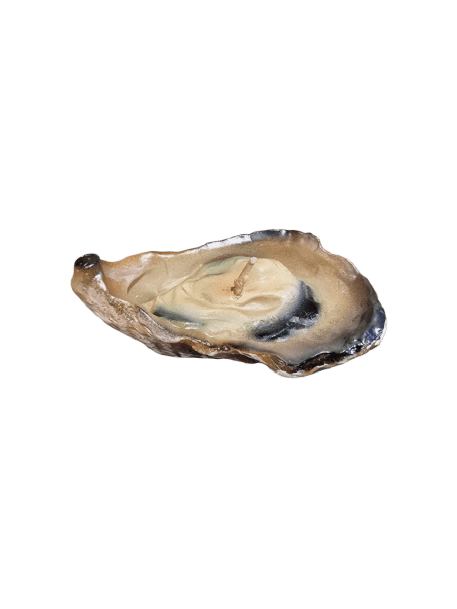 Oyster shell shaped candle from Cereria Introna on a transparent background | Twentyseven Toronto
