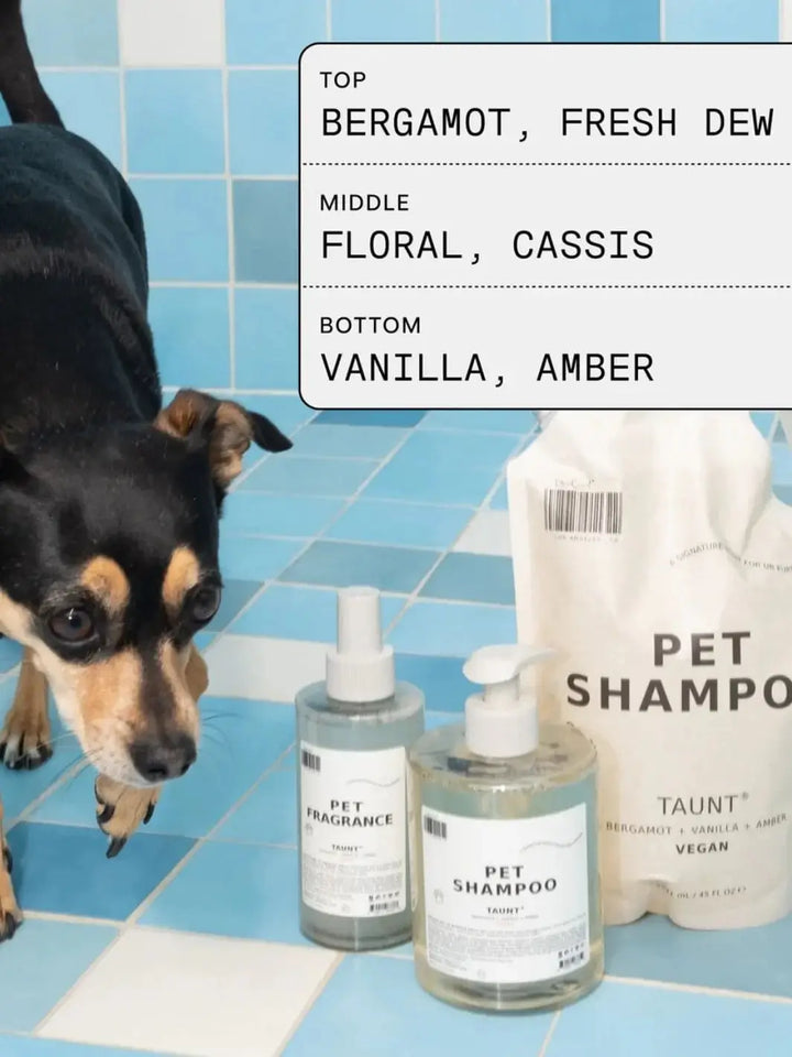 A small black and tan dog stands on a blue-tiled floor next to a bottle of Dedcool Pet Fragrance 01 "Taunt" and two containers of matching pet shampoo under a graphic listing scent notes | Twentyseven Toronto