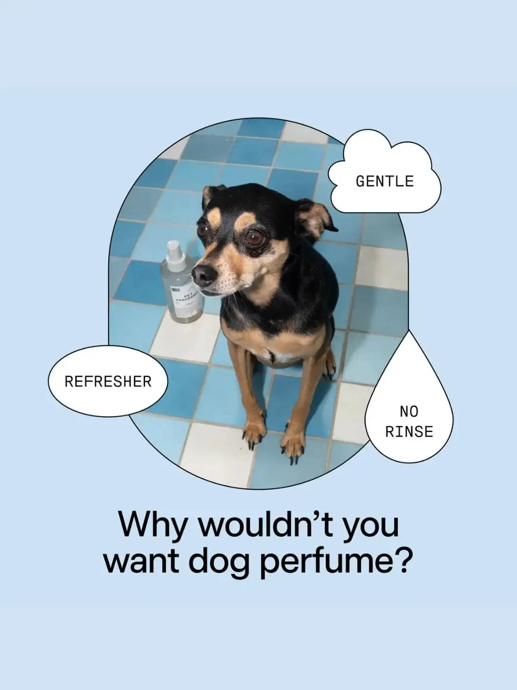 A small dog sits on a blue-tiled floor next to a bottle of Dedcool Pet Fragrance 01 "Taunt," framed inside a circular graphic with text bubbles saying "Gentle," "Refresher," and "No Rinse." | Twentyseven Toronto