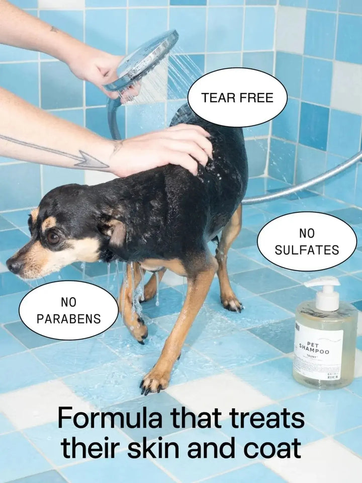 A small black and tan dog being washed with a shower sprayer next to a bottle of Dedcool Pet Shampoo 01 "Taunt" in a blue tiled bathroom | Twentyseven