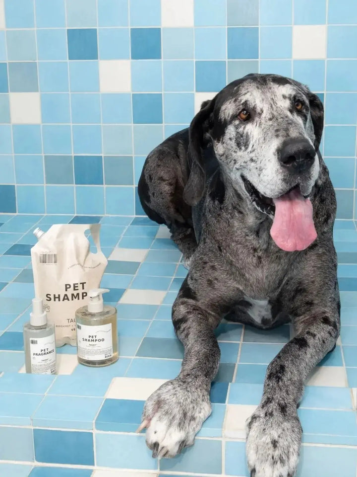 Large grey spotted Great Dane lying on a blue tiled floor next to Dedcool Pet Shampoo 01 "Taunt" products | Twentyseven