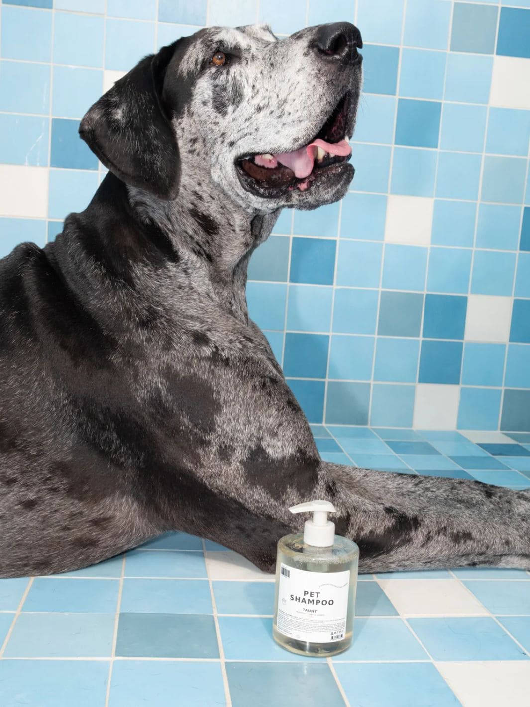 Dedcool Mini Pet Shampoo 01 "Taunt" | 16.9oz | Twentyseven Toronto