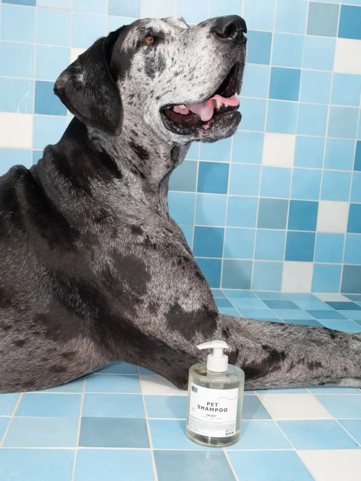 Close-up of a grey spotted Great Dane sitting next to a clear pump bottle of Dedcool Pet Shampoo 01 "Taunt" on a blue tiled floor | Twentyseven