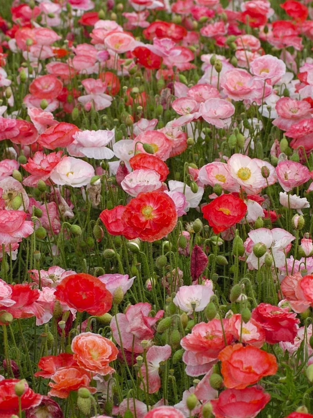 Piccolo Seeds Poppy Falling in Love Seed Mix | Twentyseven Toronto