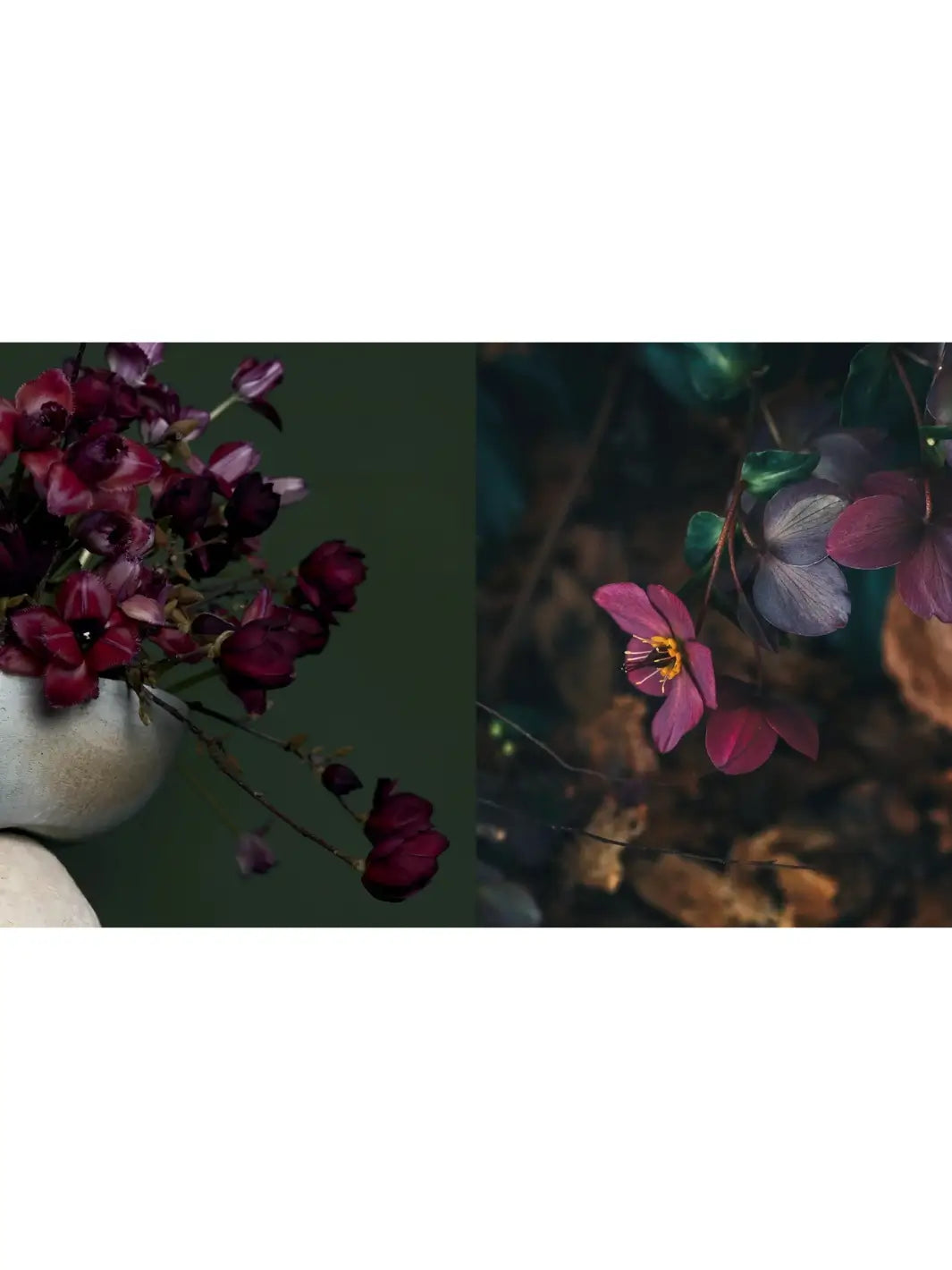 Photography spread from Pretty Dirty: The Life of Flowers, From Creation to Compost by Melanie Stapleton showing moody, artistic shots of dark burgundy flowers in a ceramic bowl on the left and a single purple hellebore in a natural, earthy setting on the right | Twentyseven Toronto