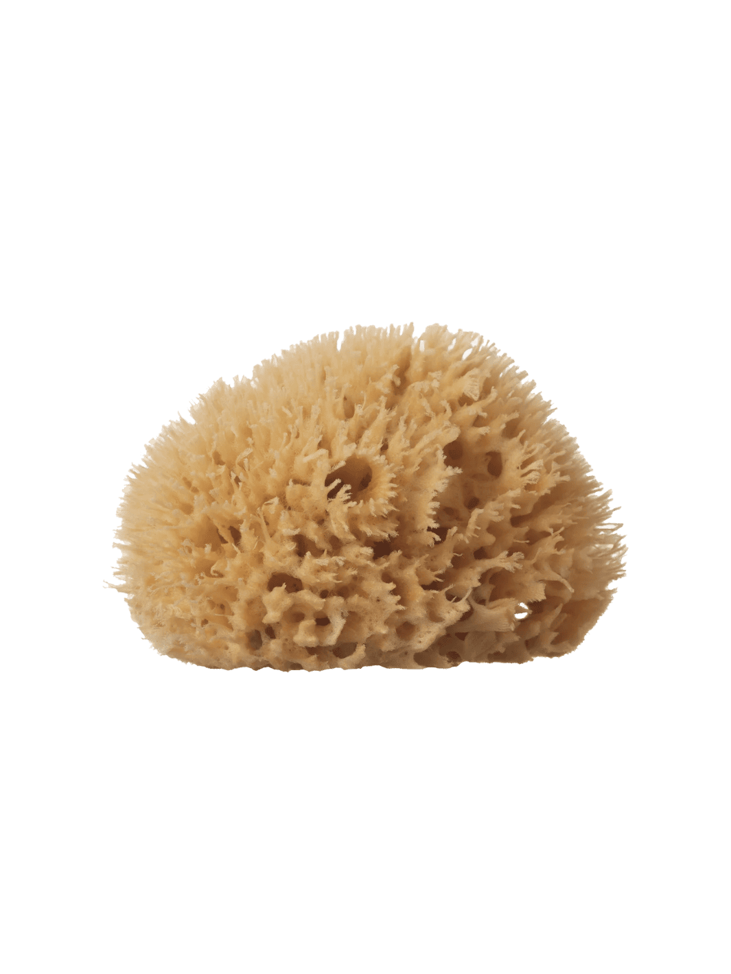 Keep Well Kept Sea Sponge - Medium | Twentyseven Toronto