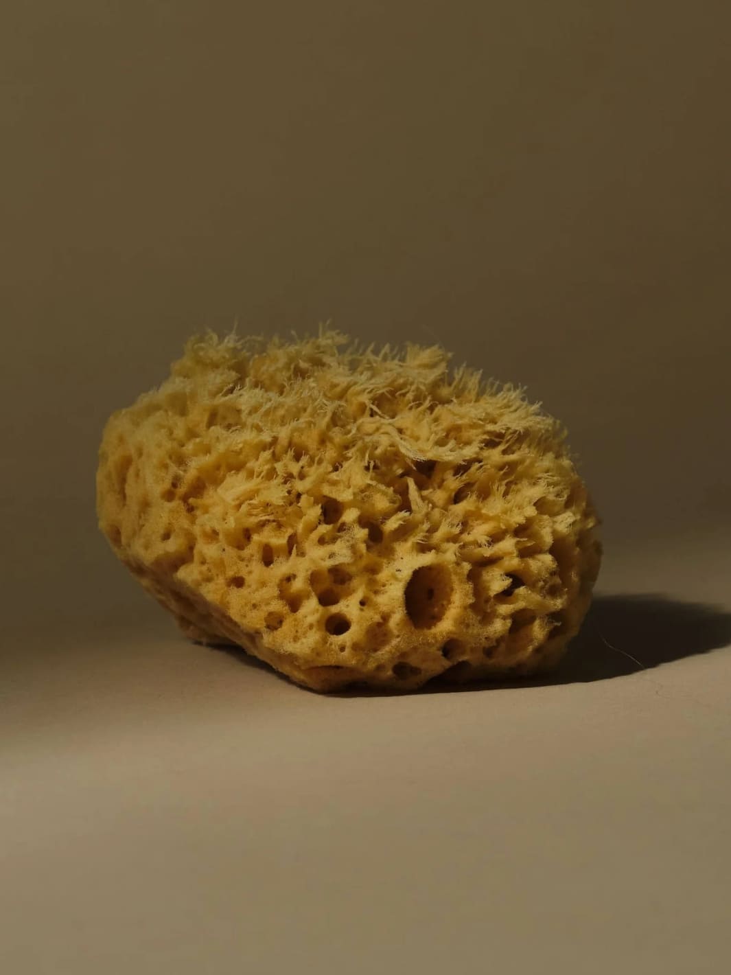 Keep Well Kept Sea Sponge - Medium | Twentyseven Toronto