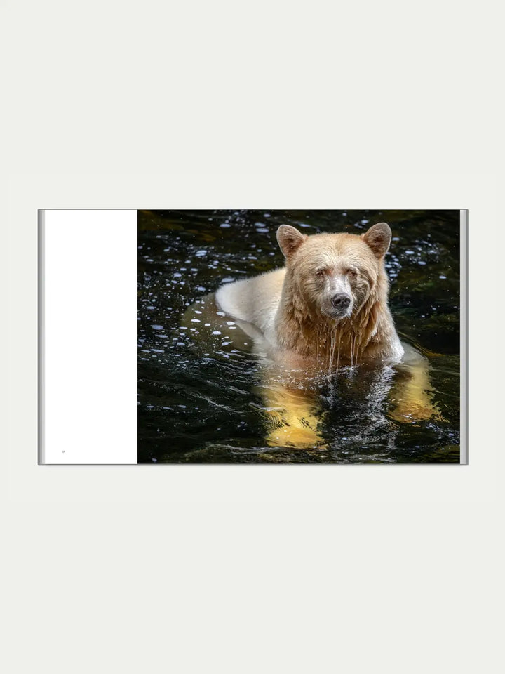 A close-up photograph of a rare white Spirit Bear in flowing water by Jack Plant | Twentyseven Toronto