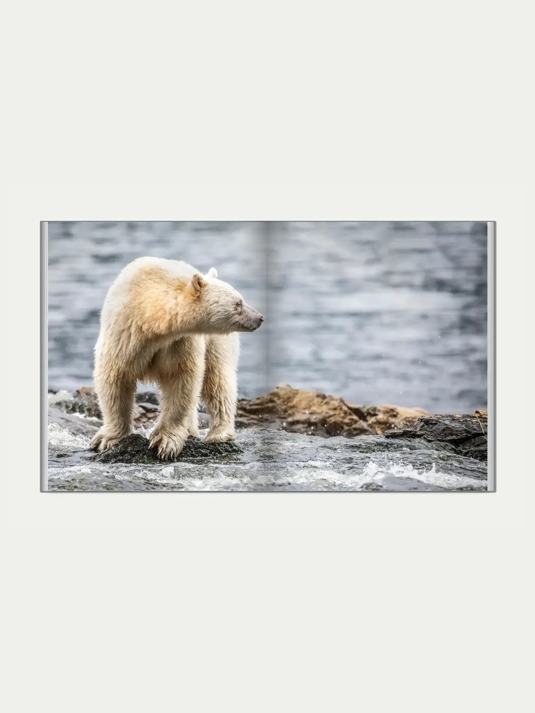 A white Spirit Bear standing on dark rocks in the middle of a rushing river photographed by Jack Plant | Twentyseven Toronto