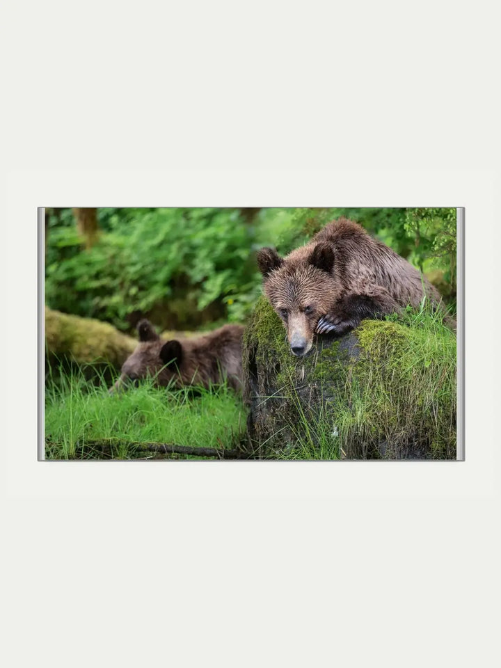 Two young grizzly bear cubs resting in a lush, green forest environment, photograph by Jack Plant | Twentyseven Toronto