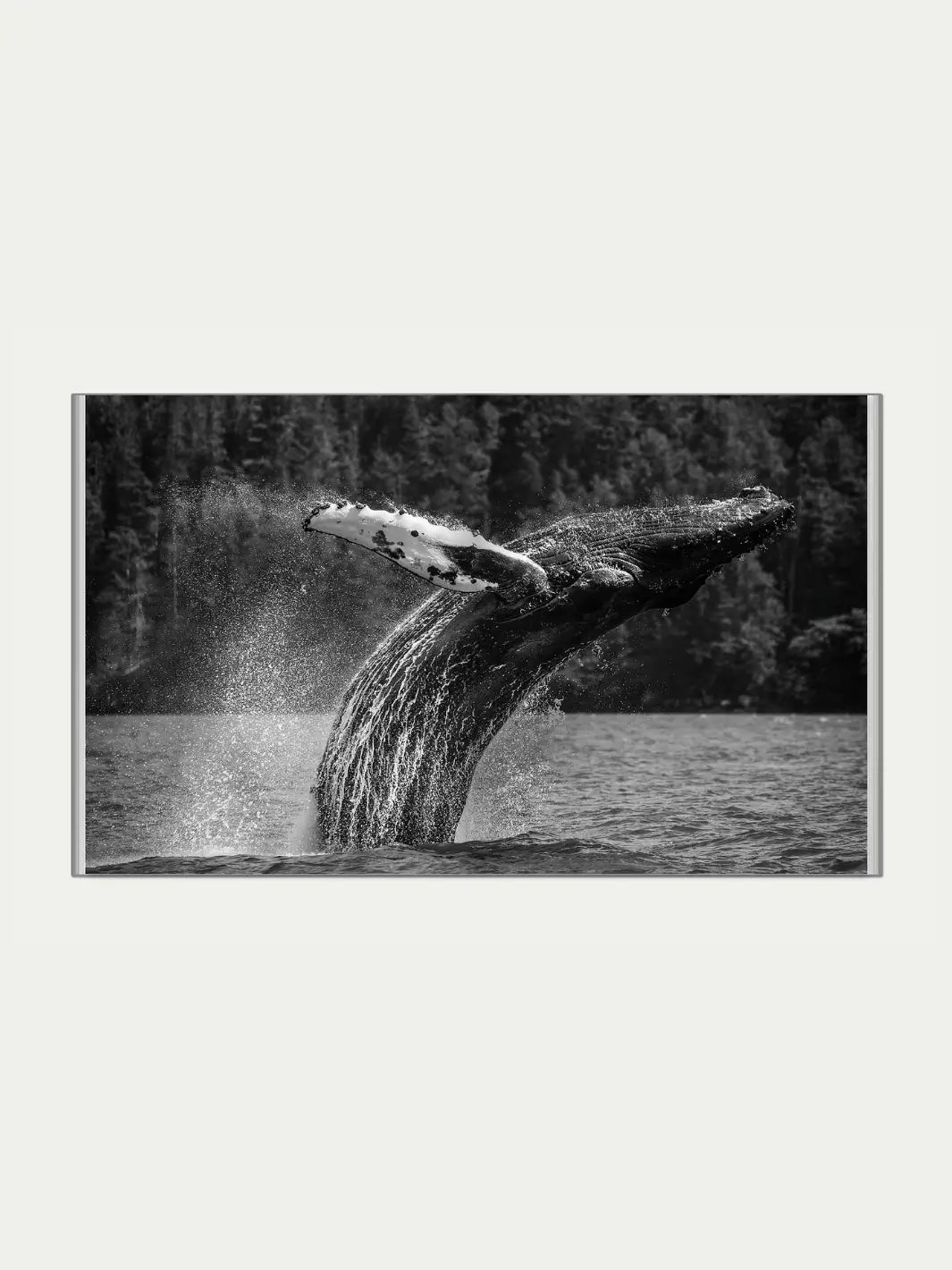 A black-and-white photograph of a humpback whale breaching the surface of the ocean against a forested coastline by Jack Plant | Twentyseven Toronto