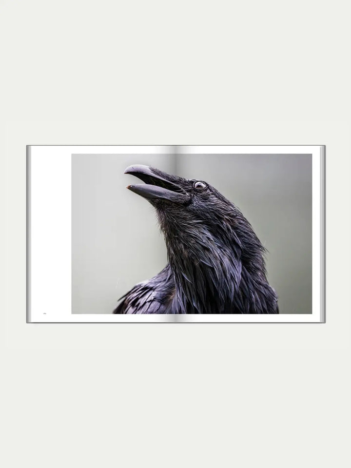 A detailed profile shot of a sleek black raven with its beak slightly open by Jack Plant | Twentyseven Toronto