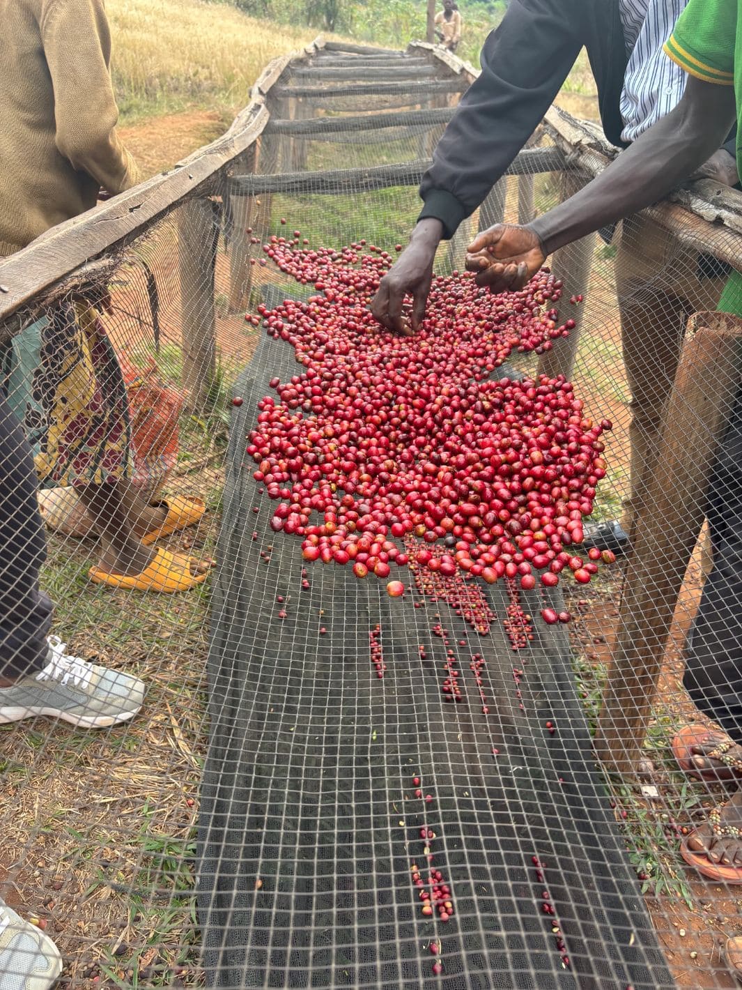 Yamabiko State of Mind - Burundi, Natural Coffee, 300g | Twentyseven Toronto