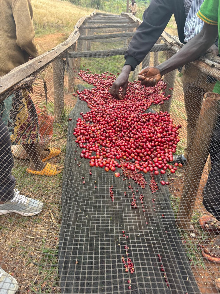 Yamabiko State of Mind - Burundi, Natural Coffee, 300g | Twentyseven Toronto