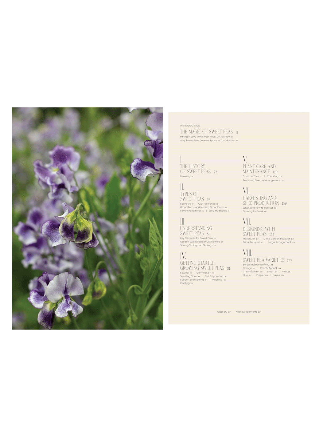 Sweet Pea School