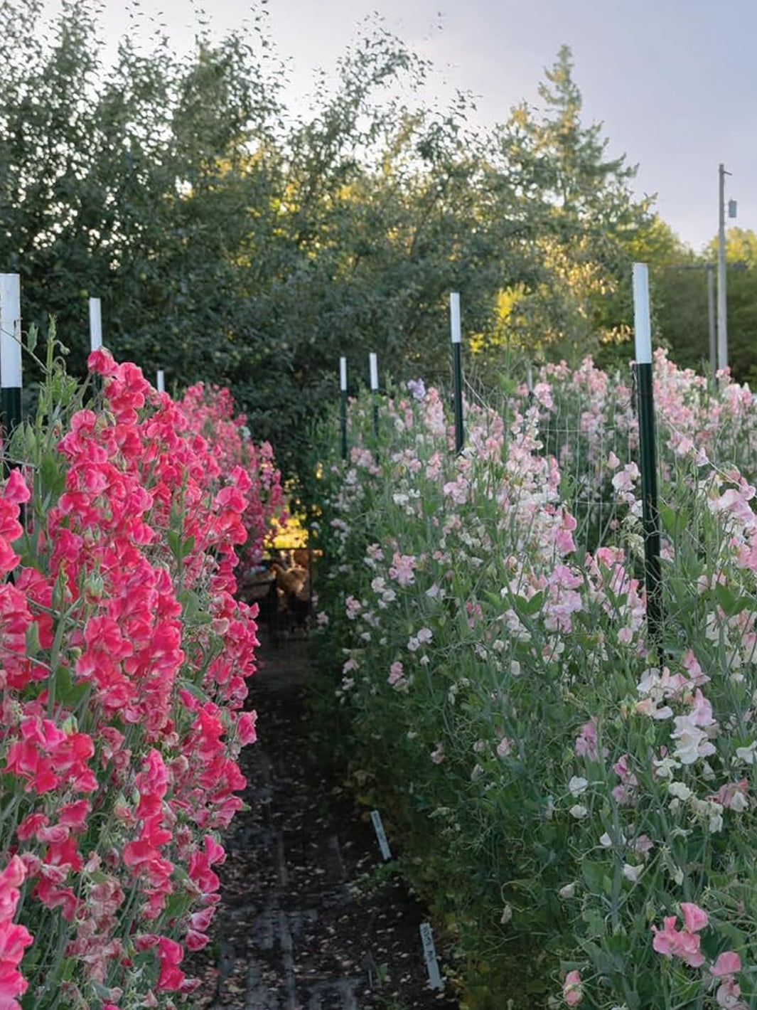 Sweet Pea School