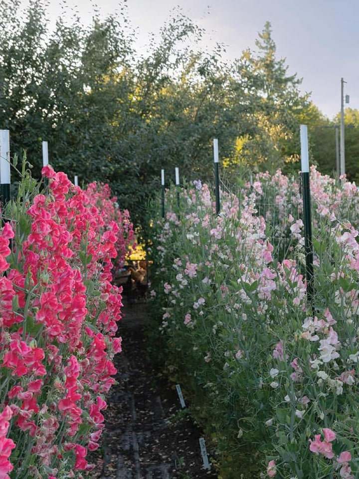 Sweet Pea School