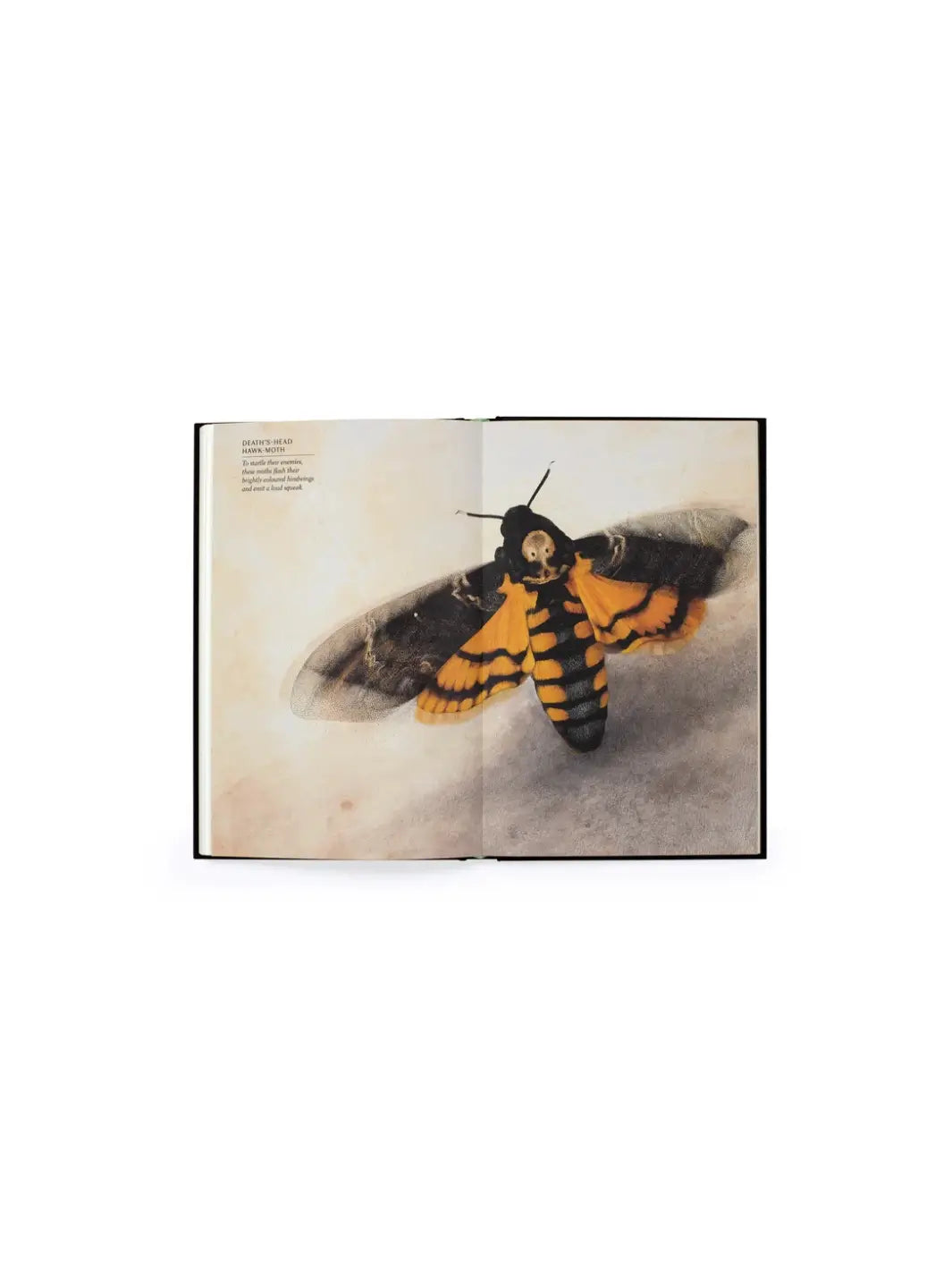An open book spread from 'The Wonder of Insects' by Ross Piper featuring a large illustration of a Death's-head Hawk-moth | Twentyseven Toronto