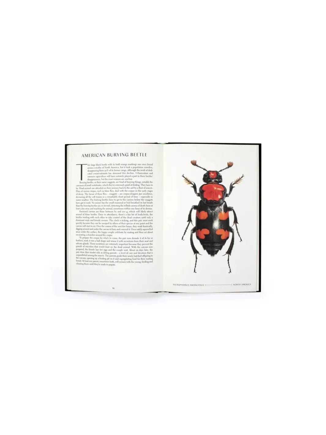 An open book spread showing a detailed scientific illustration of an American Burying Beetle from 'The Wonder of Insects' by Ross Piper | Twentyseven Toronto