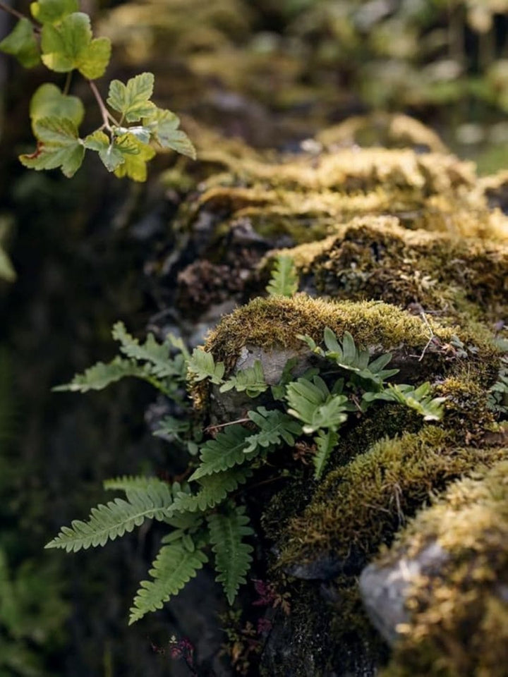 Wonderlands: British Garden Designers at Home by Clare Coulson | Twentyseven Toronto