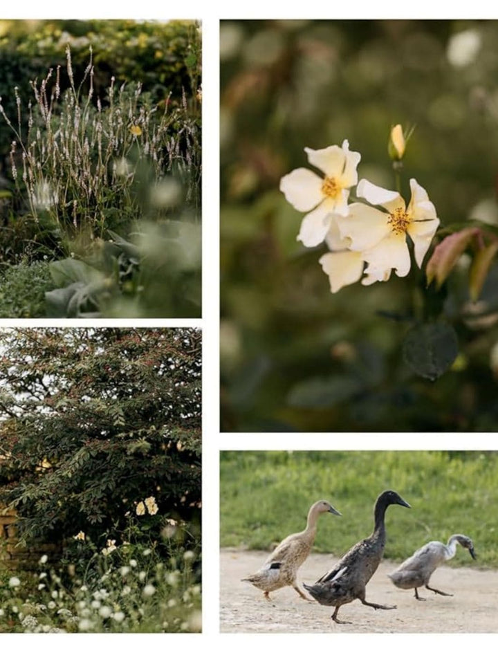 Wonderlands: British Garden Designers at Home by Clare Coulson | Twentyseven Toronto